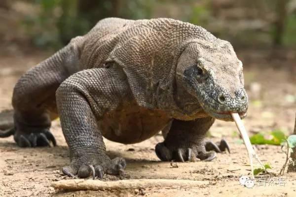 科莫多巨蜥-没有天敌的珍稀动物