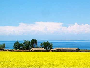 七月到青海湖 看最美丽的油菜花海