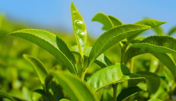 其它 正文  【一道茶网 茶文化】本是生长在山中的一棵无名树,忽有