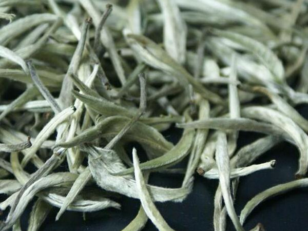 什么是白茶云南白茶与福建白茶的区别对比