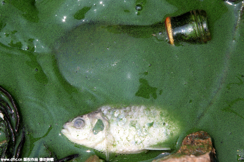 昆明滇池蓝藻重度富集北岸 沿湖生态环境恶劣