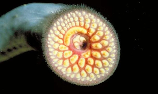 4,七腮鳗(八目鳗),是一种深海寄生鱼类,光是它张嘴的样貌就可以吓走