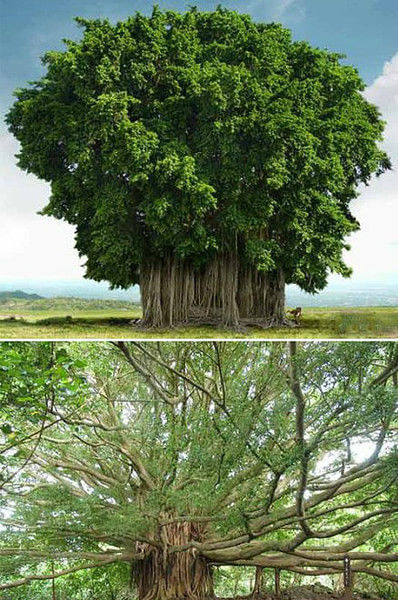 史上树冠最大的树