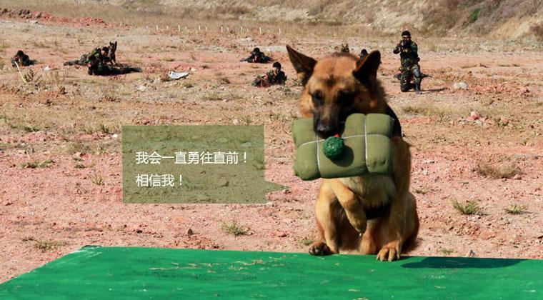 中国军犬酷拍:钻火圈叼炸药包吃面条(组图)