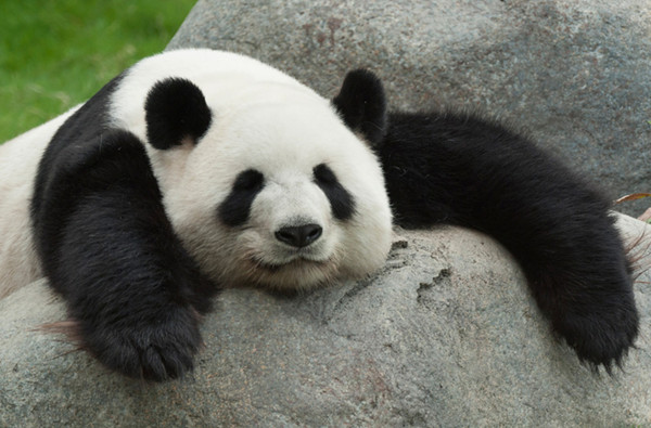 外国:为什么大熊猫都得用名字,人霸气回应