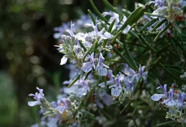 桉油醇特质:无色至淡黄色液体,迷迭香特有的青草清凉气味和甜樟脑气息