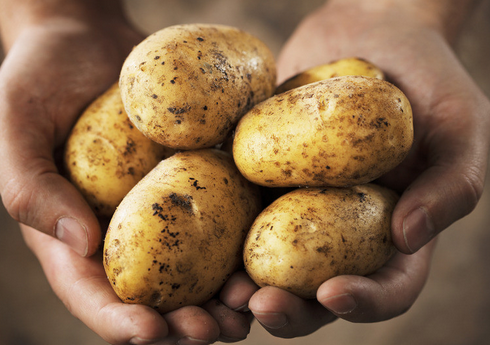 生土豆外用有神奇的功效