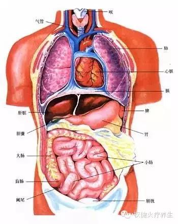 顺序为肺区,心区,肝区,脾区,肾区,排泄区,生殖区,共为七个反射区.