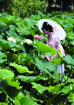 莫愁女邀你赏荷(图),莫愁女的传说,夏天你去赏荷花,黄梅戏莫愁女全集