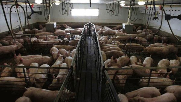 美国养猪大县居民状告中资猪场污染环境