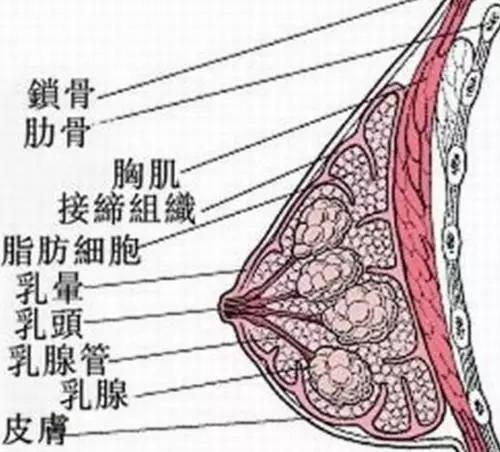 乳房保质期:35年