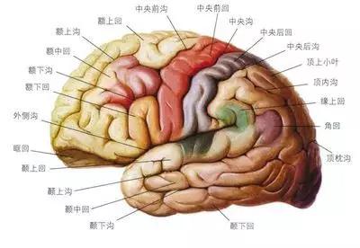 大脑保质期:20年