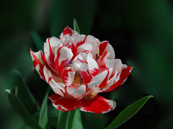 生肖龙代表的花:牡丹花 花之物语:圆满,浓情,富贵,王者 属龙的人做为