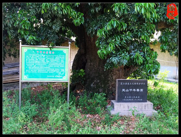 【广西灵山】走进荔枝之乡,采摘千年古荔