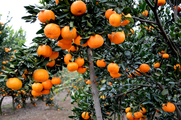 绿色食品柑橘优化方案风行湖北