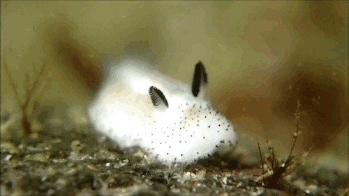 海兔在日本推特爆红