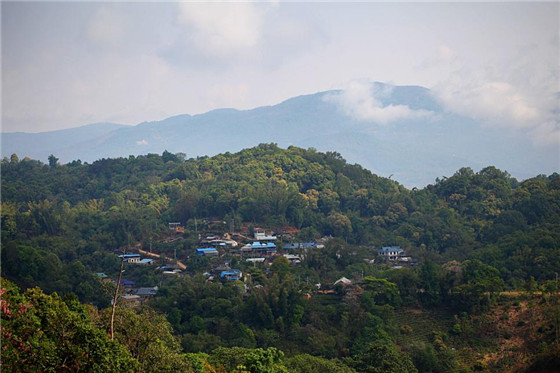 西双版纳斗记茶之旅 漫游易武景迈布朗山(组图)