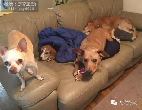 13岁的流浪狗无助的等待安乐死,而天使却给它奇迹