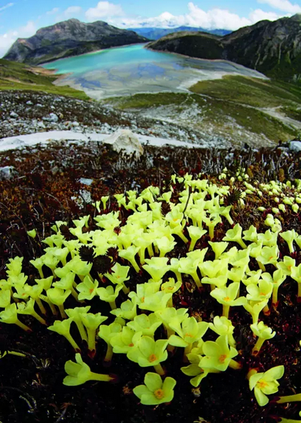 植物医生 高山植物大自然的礼物