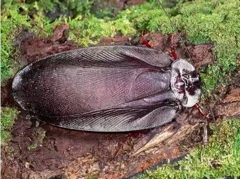 也叫巨型穴居蟑螂,世界上已知最大的蟑螂.