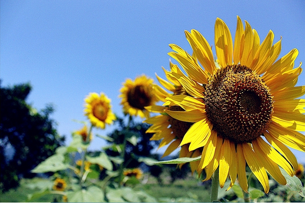 夏季向日葵赏花新去处