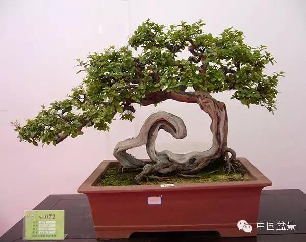 雀梅盆景欣赏与养护巧技