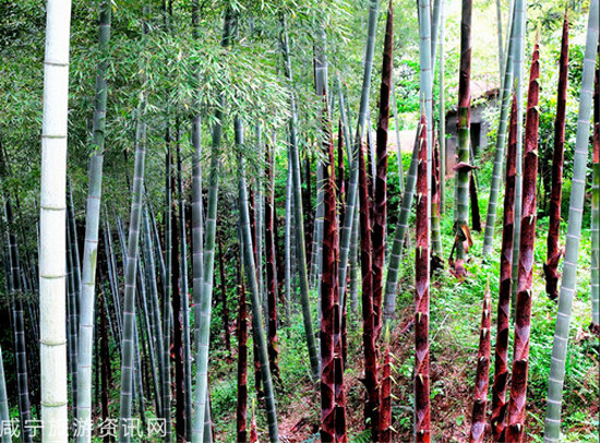 我眼中的醉美咸宁之:曾家山印象