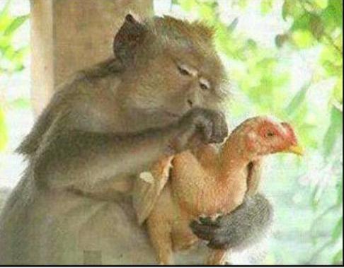 搞笑图片:这个猴子一定是失恋了吧