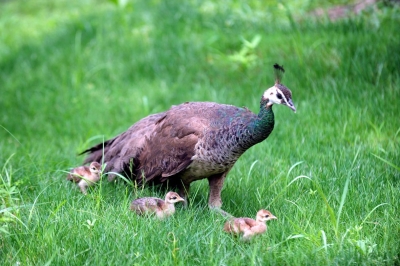 小孔雀跟着孔雀妈妈在草坪散步.