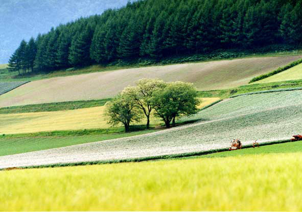 富良野美瑛花海,夏季北海道完美来袭