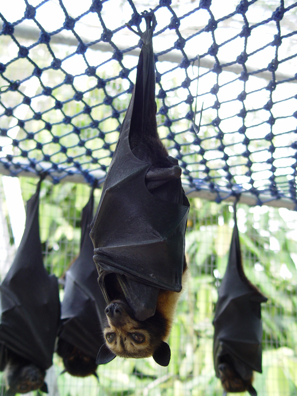 世界上最大的蝙蝠!张开双翼后长达两米