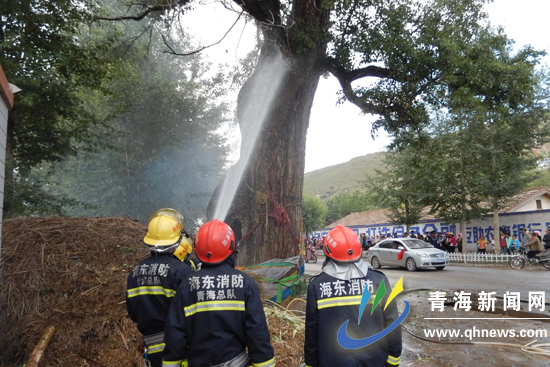 青海海东600年古树遭雷击起火(组图)