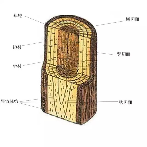 【韧皮部】也叫内树皮,位于形成层与树皮之间,主要由筛管分子,薄壁
