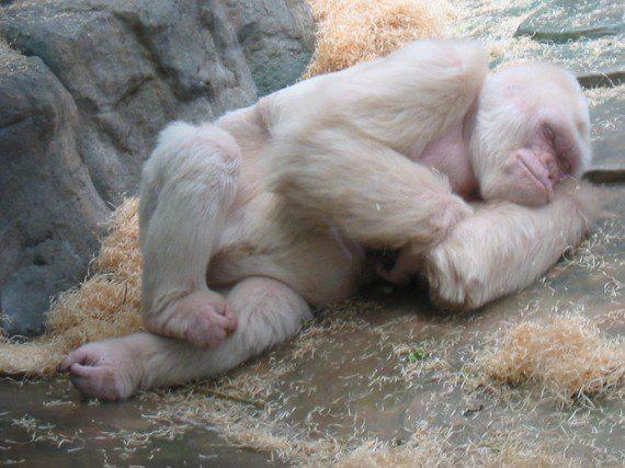 白色大猩猩 这只叫雪花的大猩猩住在巴塞罗那动物园,它患有白化病,在