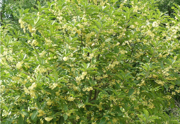保存桂花花香的五大方法