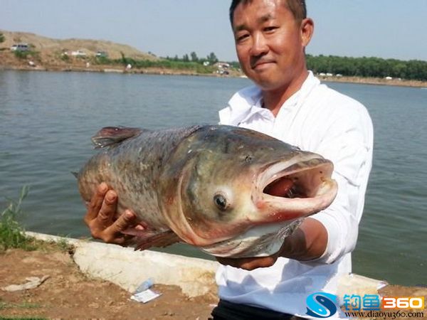 钓鱼鲢鱼香料怎么搭才最香_白鲢鱼图片(2)