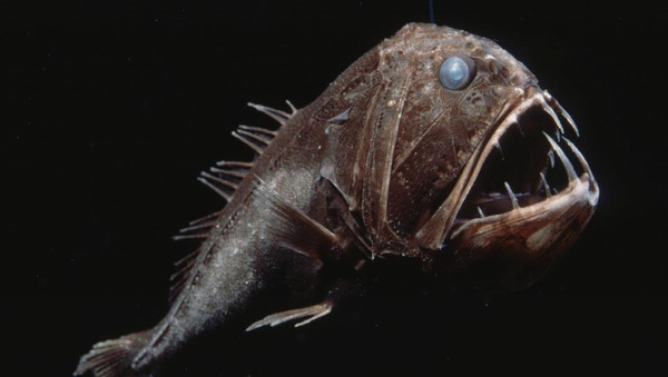 嘴大 魚 手繪 嘴大 魚 手繪