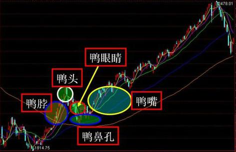 千金难买老鸭头