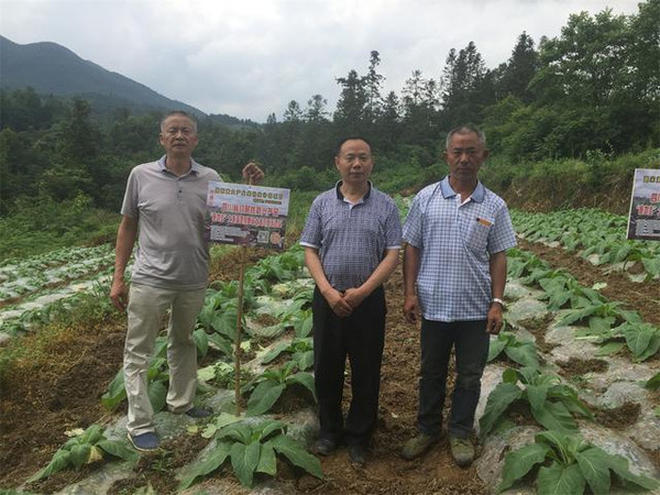 施地佳土壤调理剂在贵州道真县烟草上试验成