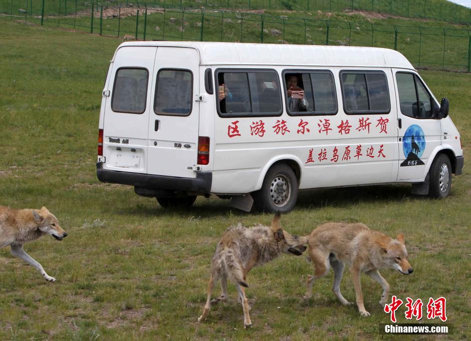 锡林郭勒盟东北部的乌拉盖大草原是中国最美的草原 ...
