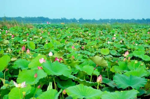 "淮阳荷花节"陈楚文化一日行活动报名开始了