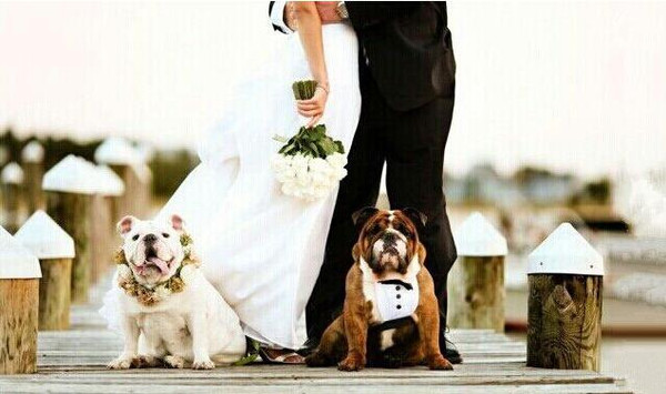 如何装扮狗狗去参加婚礼?