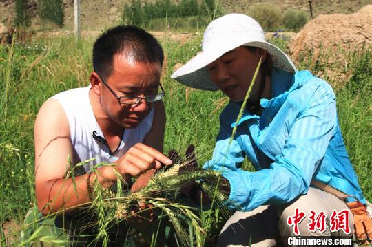 新疆高温致中蒙边境团场上千亩小麦受干热风死