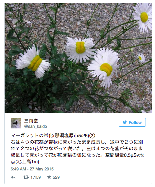 福岛80公里外正在变异的雏菊
