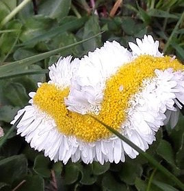 福岛80公里外正在变异的雏菊