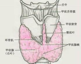 甲状腺在哪个位置