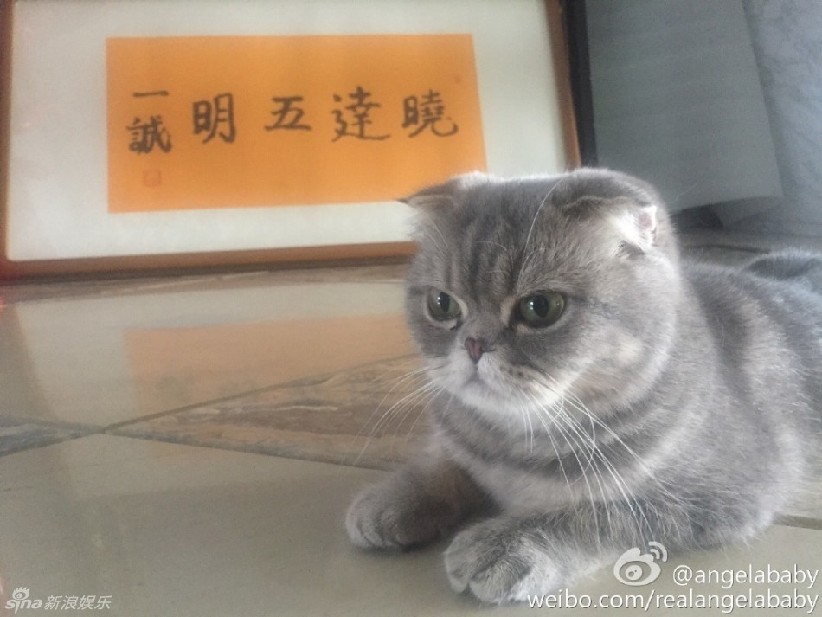 Angela喜欢猫,Angela喜欢猫 angelababy抱猫咪卖萌 眼睛超大遭吐槽p过了(组图)7月