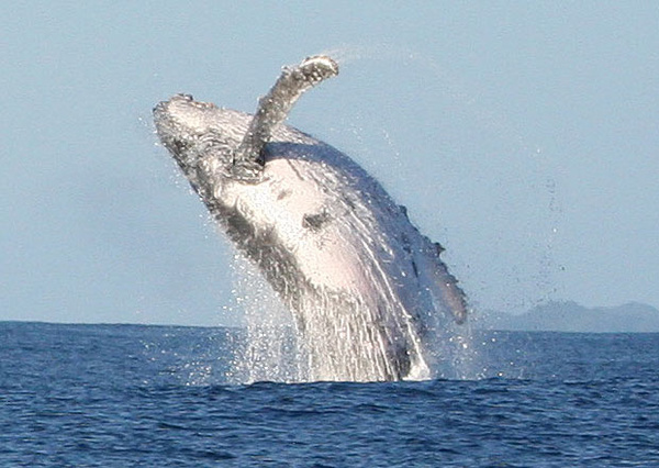 马达加斯加鲸鱼节-搜狐