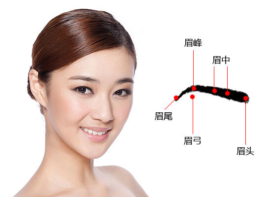 眉毛结构 修眉前(尤其是初学者)应该了解