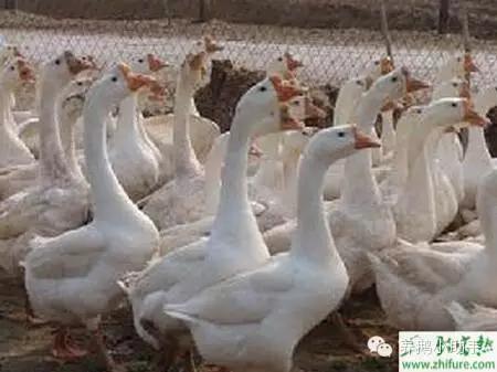 怎样饲养鹅苗?有哪些需要注意的?